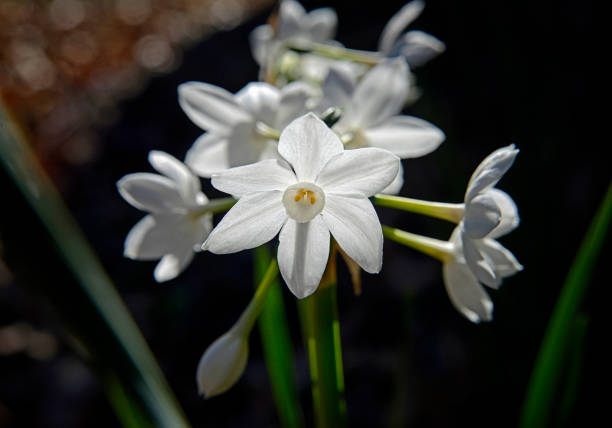 Paper white narcissus flowers.