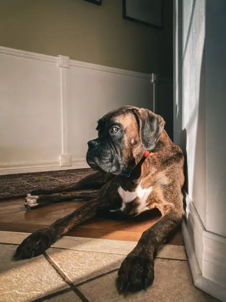 Boxer dog resting at home. He is lying down in a hallway, resting while catching some afternoon sun. Interior of private city home.