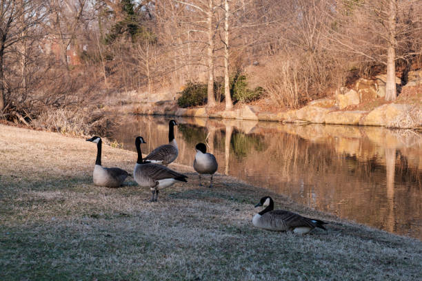 istock Geese next to a pond in winter 1378442880