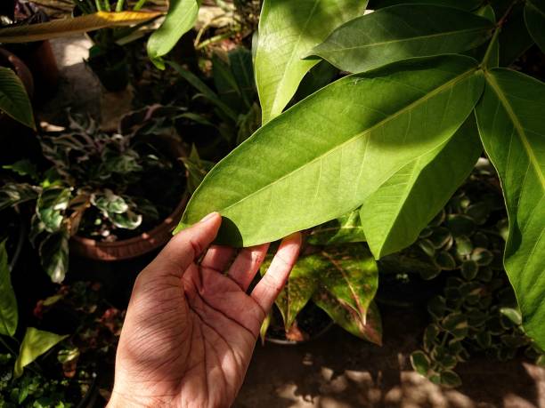 istock Honey guava leaves 1378442933