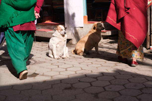 chien bouddha - urban scene china city horizontal photos et images de collection