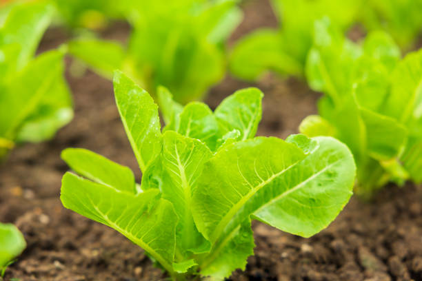 istock Green lettuce growing in the garden 1378444676