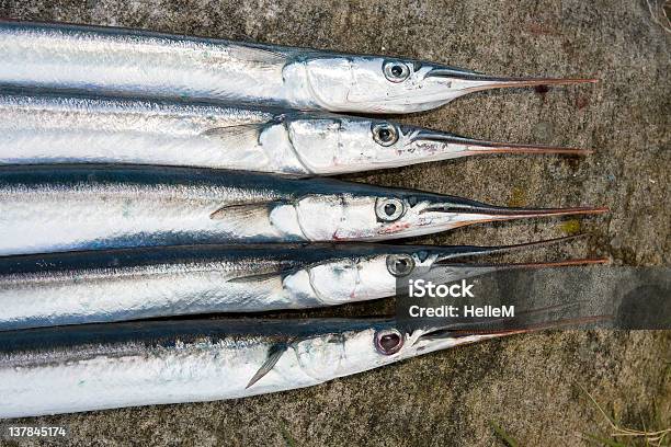 Garfish Stockfoto und mehr Bilder von Fang - Fang, Fisch, Fische und Meeresfrüchte