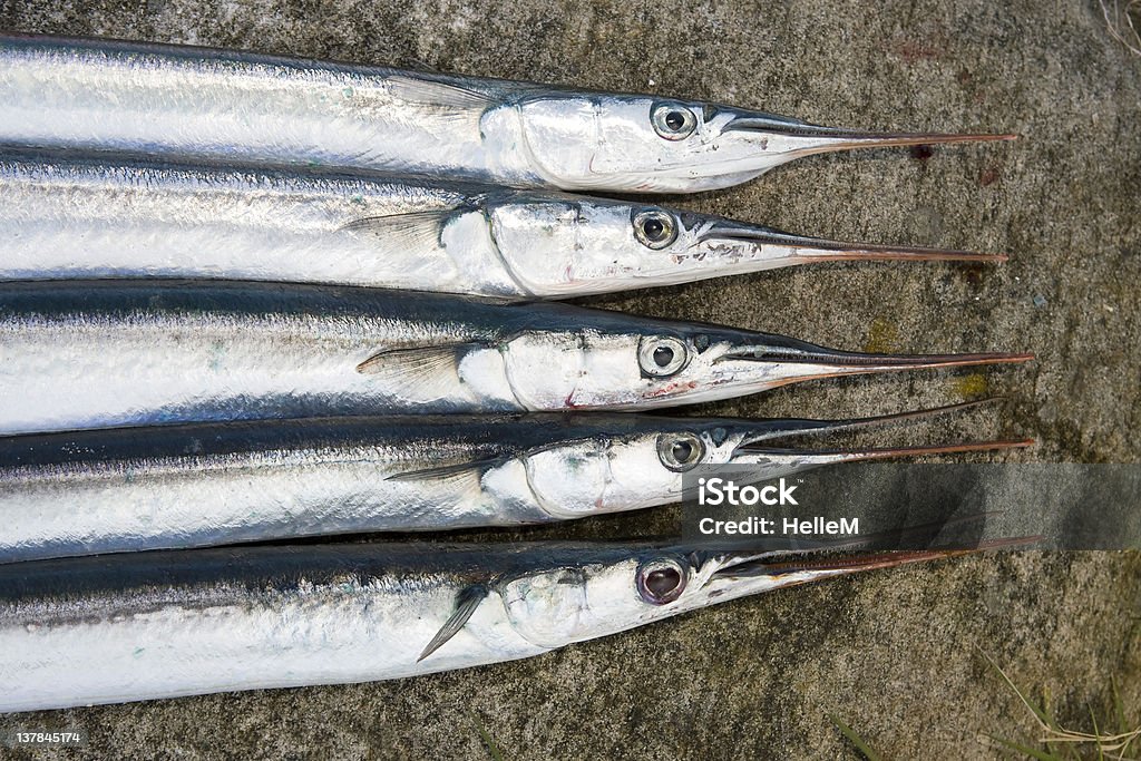 Garfish - Photo de Aliment libre de droits