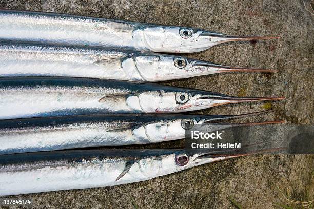 Garfish - Fotografie stock e altre immagini di Alimentazione sana - Alimentazione sana, Ambientazione esterna, Argentato