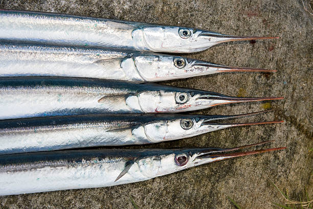 Garfish Rhodes 570+ Garfish fotos de stock, imagens e fotos royalty-free - iStock