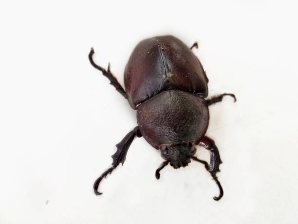Closeup insect bug rhinoceros beetle isolated on white background