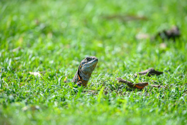 istock Common butterfly lizard, It is a reptile such as a lizard. 1378469352