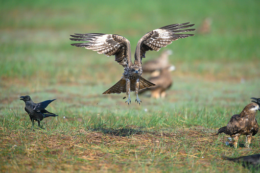 Black-eared Kite (Milvus migrans lineatus) Agile migratory falcon