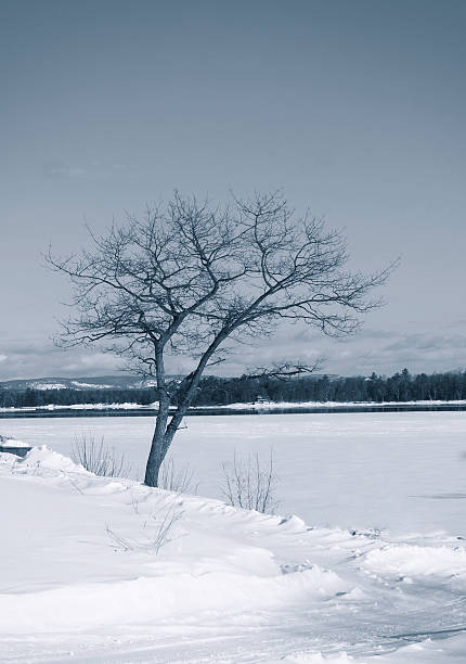 Árvore no inverno - foto de acervo