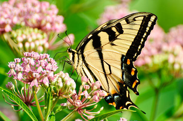 istock Yellow Swallow Tail Butterfly 137847969