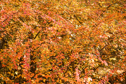 Landscape of autumn forest: yellow-red wolfberry bushes