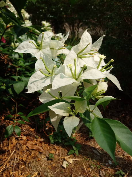 istock very beautiful and natural bougainvillea 1378497642