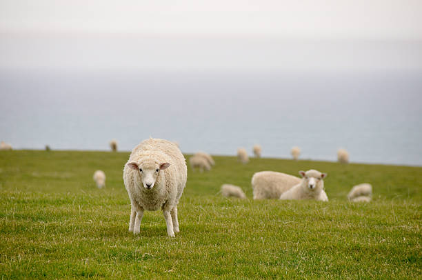 овца возле моря, новая зеландия - lamb animal farm cute стоко�вые фото и изображения
