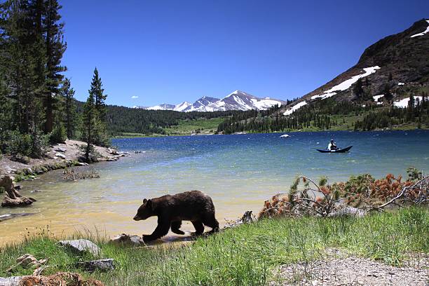 Black Bear Black Bear at Tenaya Lake in Yosemite National Park yosemite national park stock pictures, royalty-free photos & images