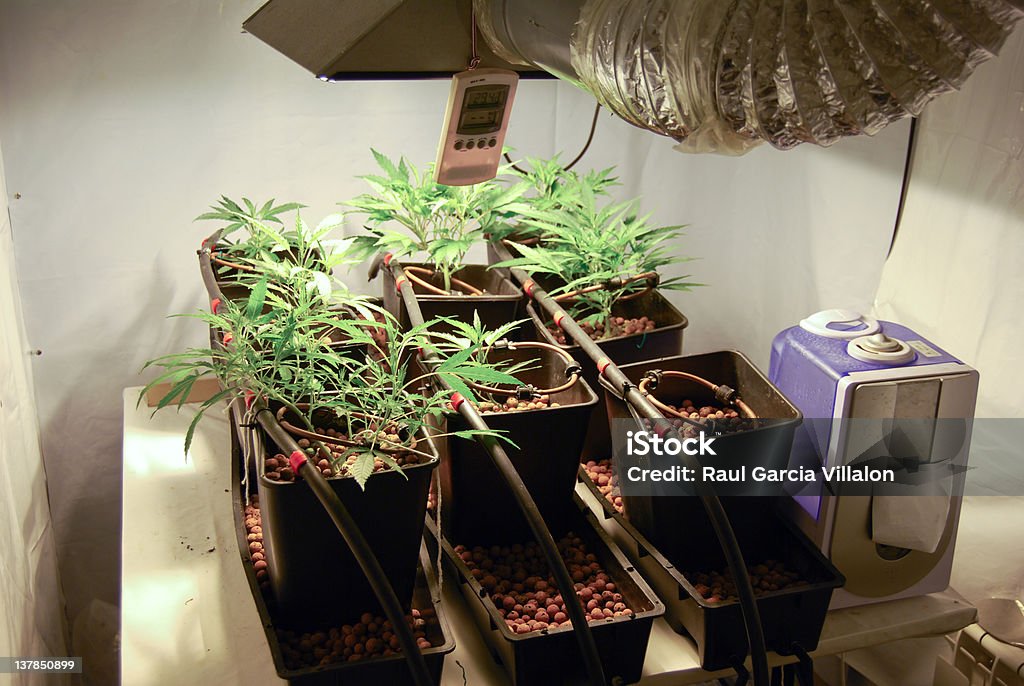 실내 Marihuana 성장하는 - 로열티 프리 0명 스톡 사진