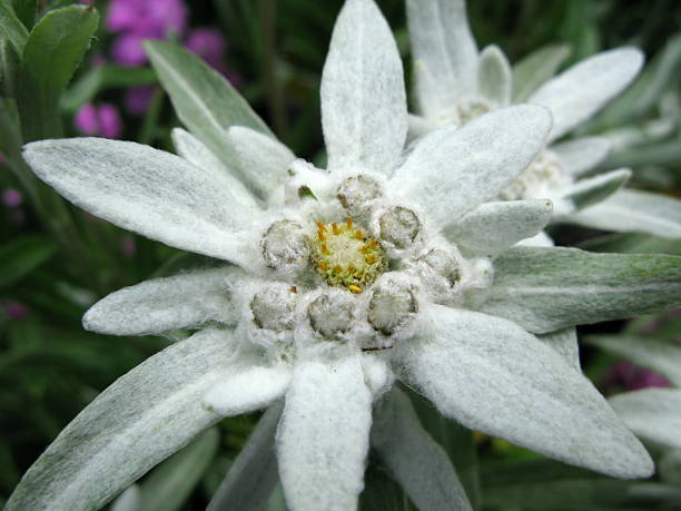 istock Alps Edelweiss - Leontopodium Alpinum 137850969