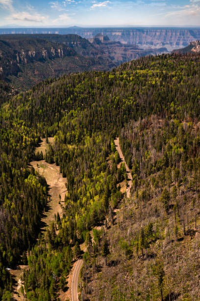 Aerial view of a pine tree forest at the Grand Canyon