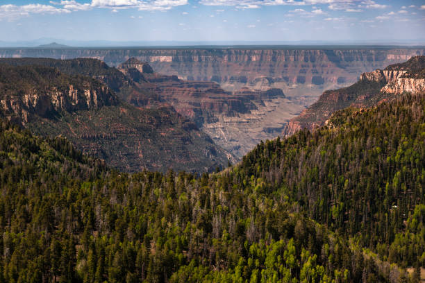 Aerial view of a pine tree forest at the Grand Canyon
