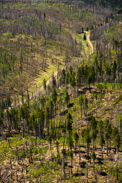 Aerial view of a pine tree forest at the Grand Canyon