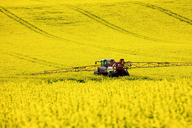 traktor im rapsfeld - nachhaltig - fotografias e filmes do acervo