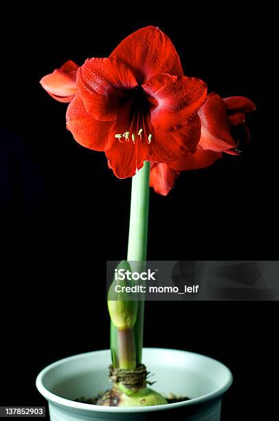 Hippeastrum Vittatum Foto de stock y más banco de imágenes de Amarilis - Amarilis, Amor - Sentimiento, Belleza