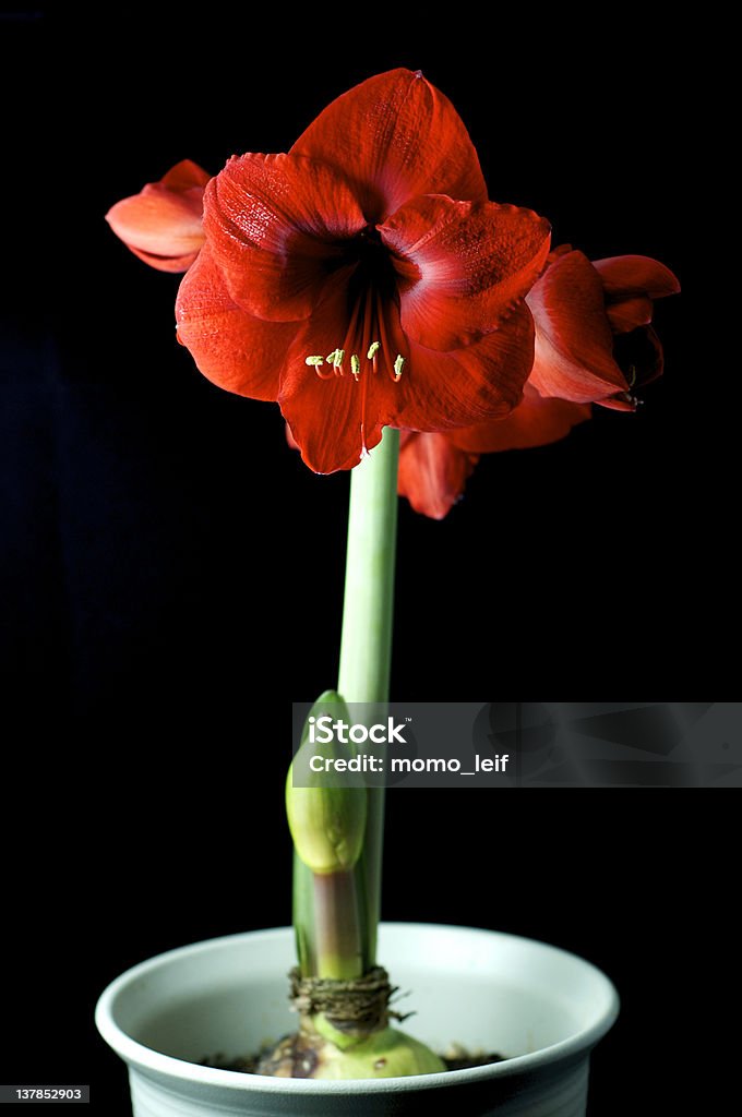 Hippeastrum Vittatum - Foto de stock de Amarílis royalty-free