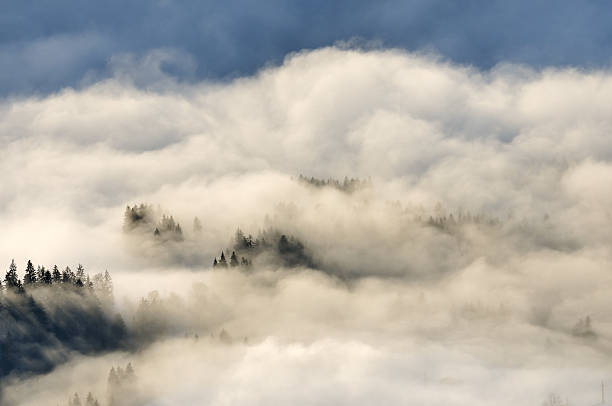 istock nature in detail 137853378