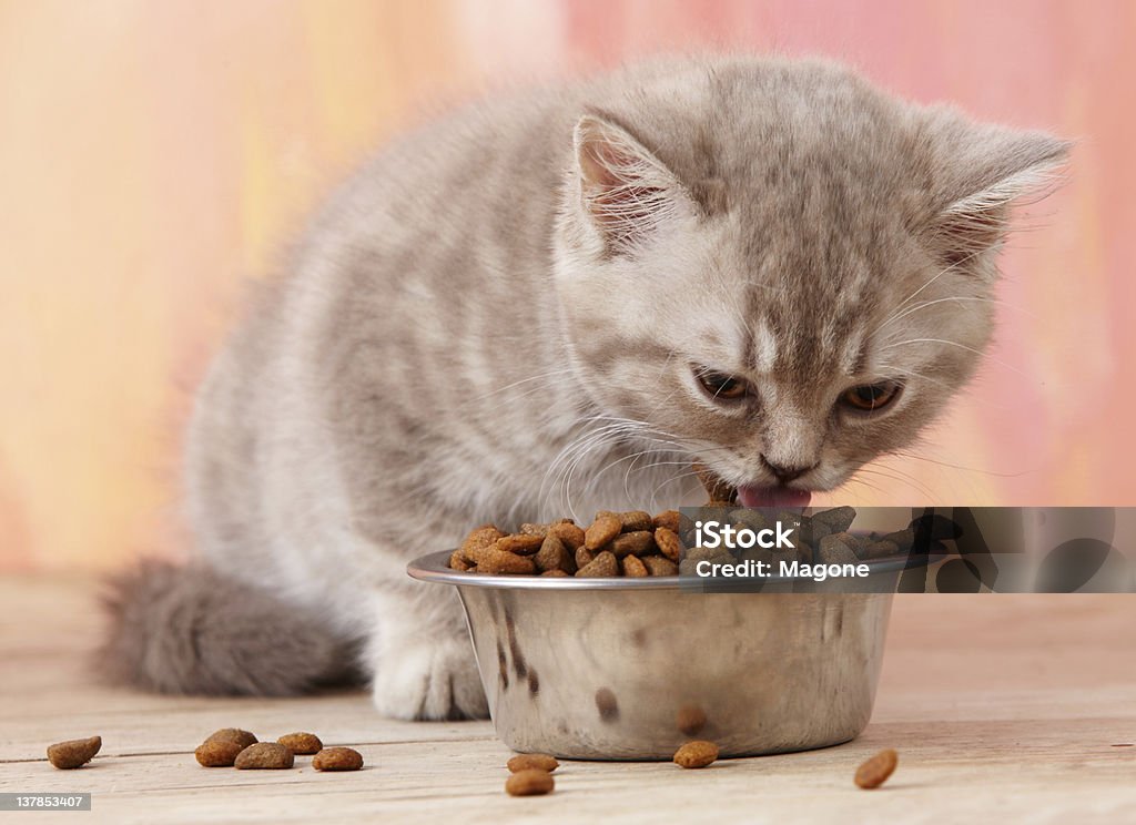 kitten eats from a steel bowl Eating Stock Photo
