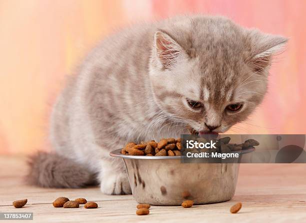 Kitten Eats From A Steel Bowl Stock Photo - Download Image Now - Eating, Kitten, Domestic Cat