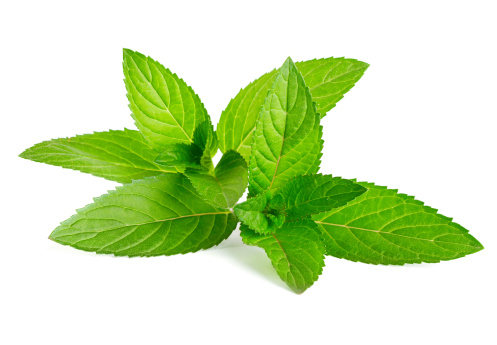 Green Mint on white background