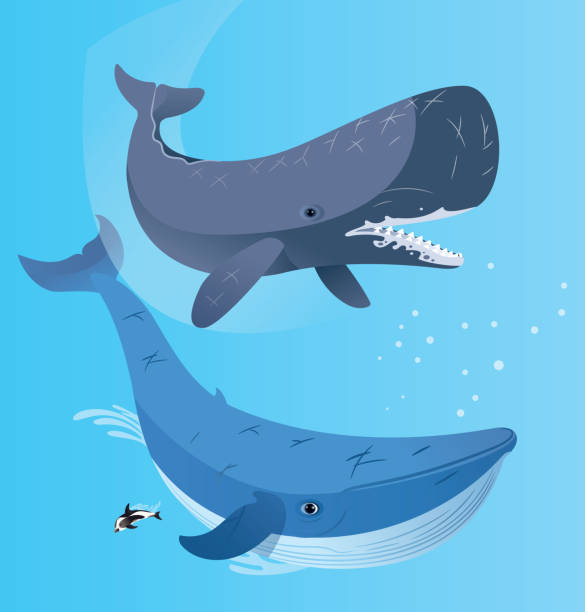 ilustraciones, imágenes clip art, dibujos animados e iconos de stock de cachalote y ballena azul - cachalote