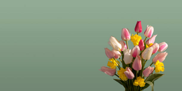 A DSLR photo of beautiful tulips and daffodil flowers. Space for copy.