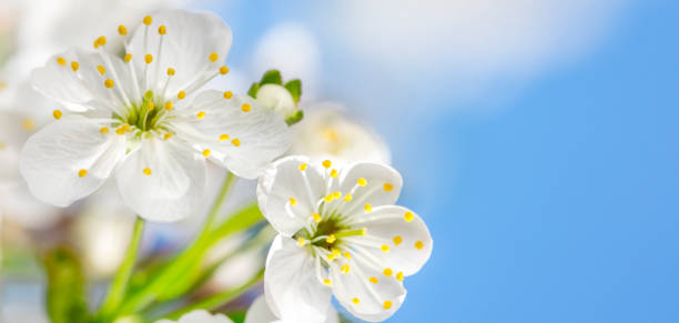 kirschblüte hautnah - close up macro stock-fotos und bilder