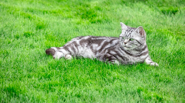 istock Pretty British Shorthair cat on a lawn 1378550170