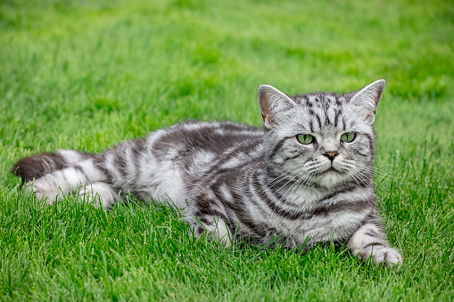 Pretty British Shorthair cat lying down on the green grass. Shallow depth of field. Space for copy.
