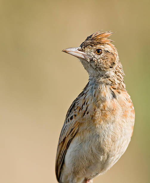 Rufous Naped Lark Rufous Naped Lark closeup against a lovely background rufous naped lark mirafra africana stock pictures, royalty-free photos & images