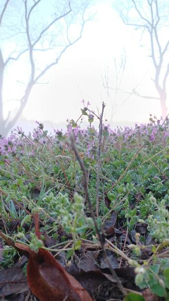 Purple and bruised Mournings
