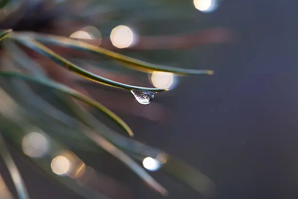 Photo of Water drop on pine-needle