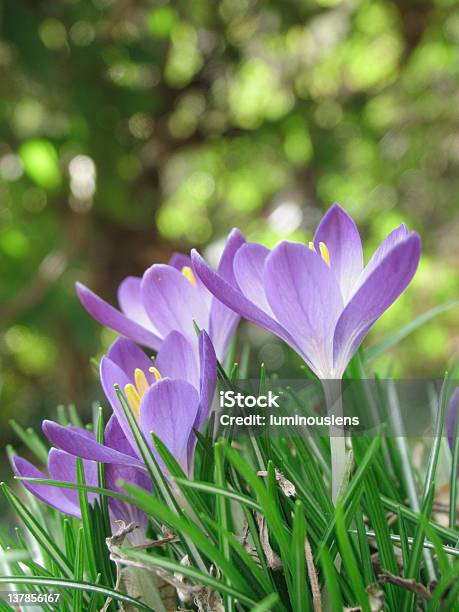 Purple Frühlingskrokussen Im Gras Stockfoto und mehr Bilder von April - April, Baumblüte, Blume