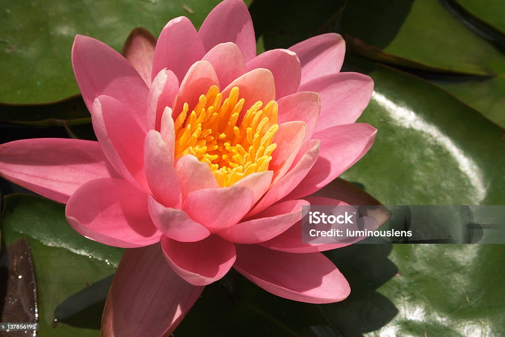 Rosa flor de lótus - Foto de stock de Beleza royalty-free