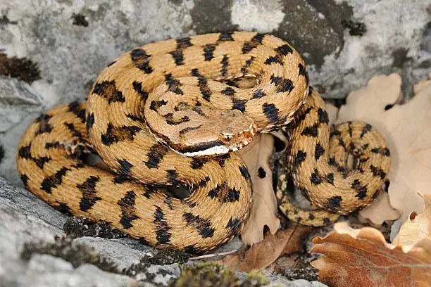 Pattern of a wild male specimen of Redi's viper (Vipera aspis francisciredi) on a rock. Lombardia, Italy.