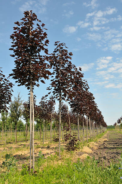 Maples trees rows stock photo