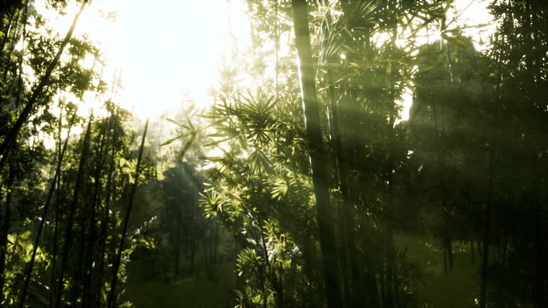 Leaves of bamboo in the smokes