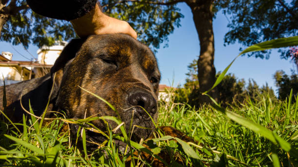 Two cute gray Cane Corso puppies sit in a wicker basket in the garden against a background of blue spruce and boxwood