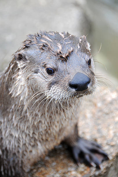 Loutre de rivière d'Amérique du Nord - Photo