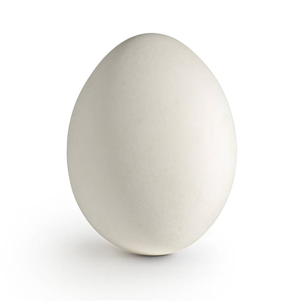 White Egg White Egg (with Clipping Path) human egg photos stock pictures, royalty-free photos & images