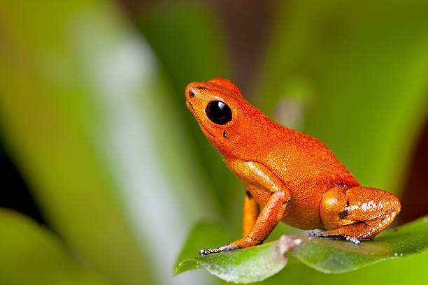 orange poison dart frog stock photo