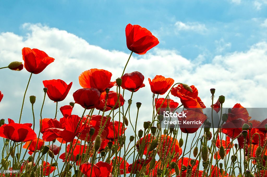 Poppys vor einem wolkenverhangenen Himmel - Lizenzfrei Baumblüte Stock-Foto
