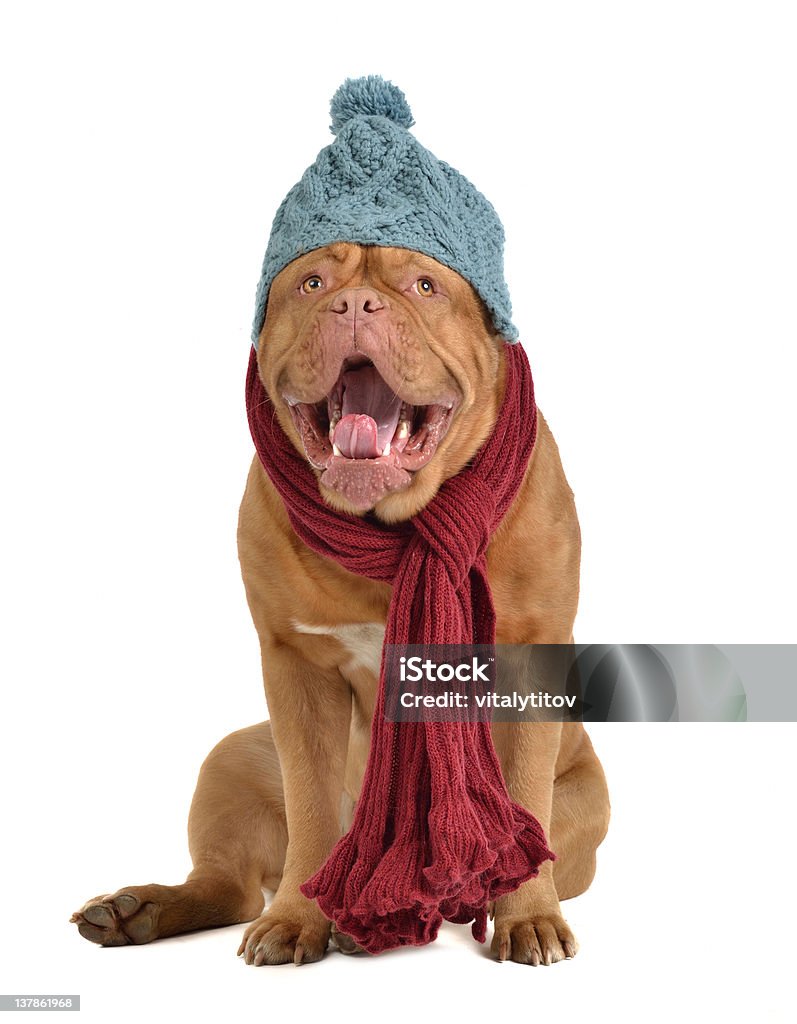 Ziewanie pies z zimowe ubrania - Zbiór zdjęć royalty-free (Białe tło)